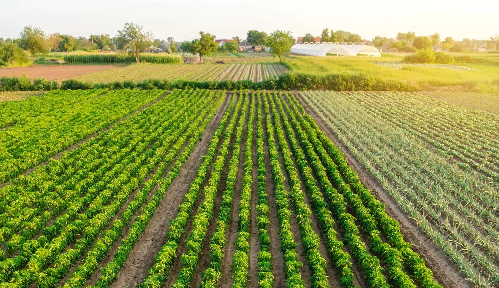 Ministros de agricultura se reúnen hoy en Chile