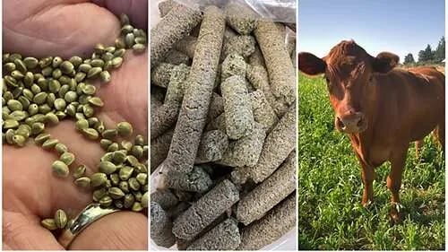 Internacional: Científicos evalúan la posible exposición humana a los cannabinoides por el consumo de carne si el ganado se alimenta con pastel de semillas de cáñamo