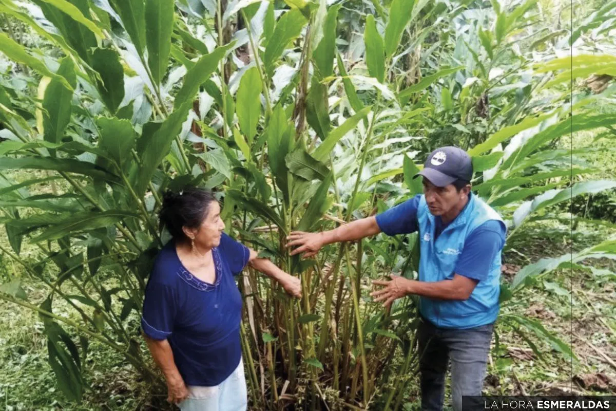 Cardamomo, nuevo cultivo que gana mercado