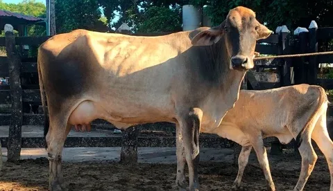 Internacional: Guzolando, un cruce genético con una producción de leche que llega hasta 13 litros