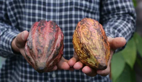 Internacional: Nueva regulación de la UE afectaría capacidad financiera de pequeños cacaocultores