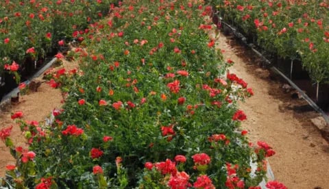 Internacional: ¿Por qué habría una disminución en el crecimiento del mercado de flores en EE.UU?