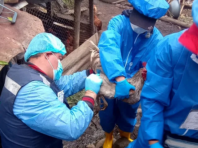 Internacional: En Nariño, el ICA realizó toma de muestras y supervisión a la vacunación contra Newcastle en la zona fronteriza