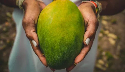 Internacional: El pueblo indígena kankuamo llevará mango tipo Tommy hacia Macfrut 2023 en Italia