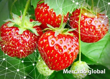 Resumen del mercado global de la fresa