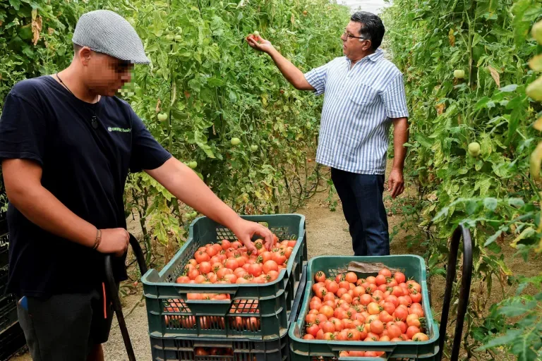 Internacional: La Comisión Europea amplía medidas para evitar la introducción del virus rugoso del tomate