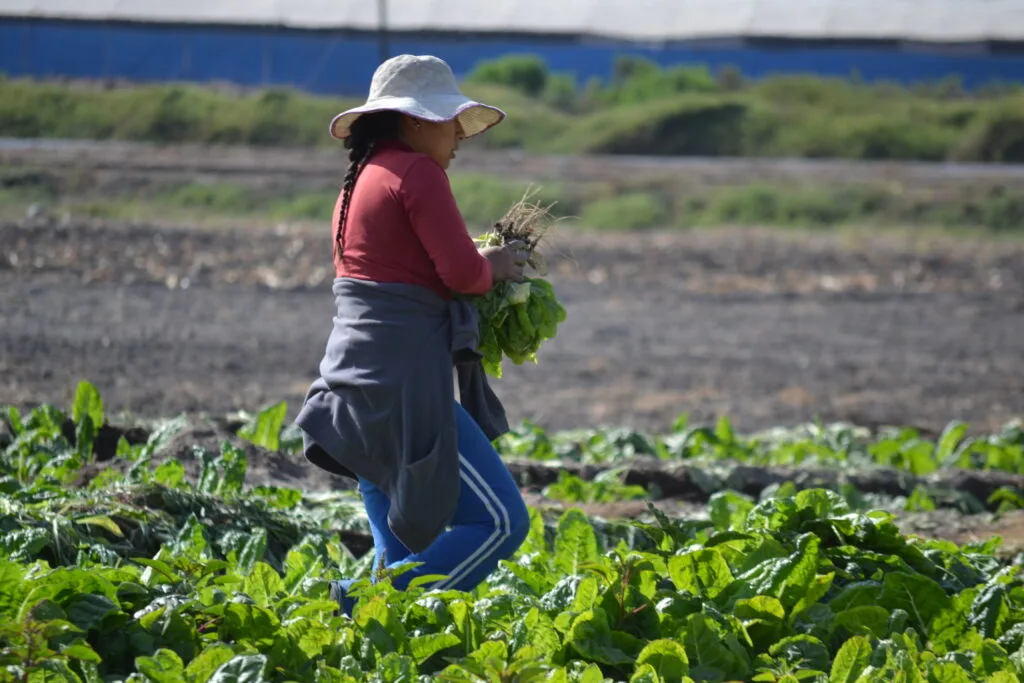 MAG busca minimizar las pérdidas de los pequeños productores con seguro subvencionado
