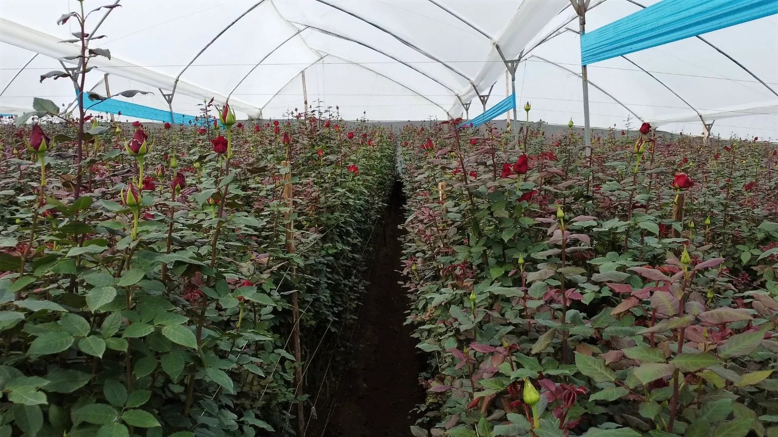El Plan Asesores Ornamentales contribuye al prosperidad de la industria florícola en Ecuador