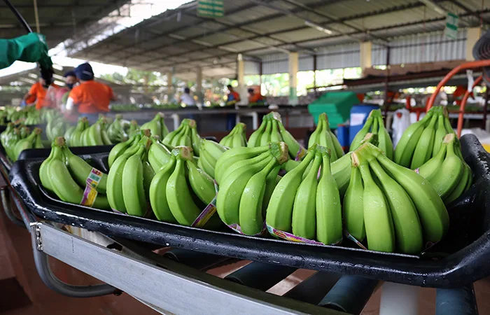 FENABE propone creación de fondo de contingencia con aporte de bananeros