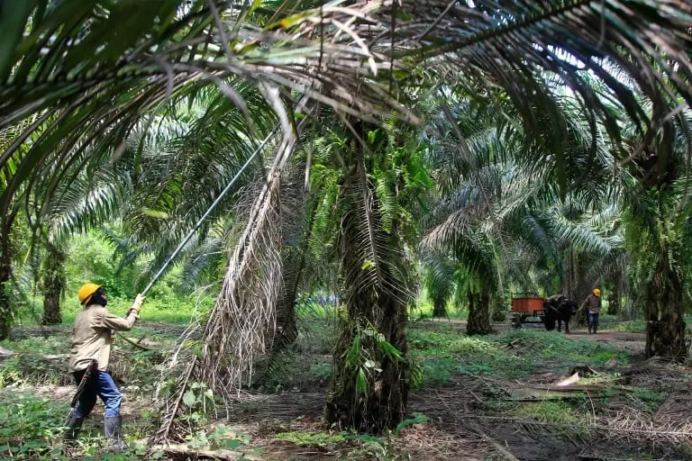 Internacional: Colombia produjo en abril más de 170.000 toneladas de aceite de palma