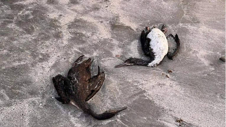 Alerta ambiental por aves muertas en Ecuador, Perú y Chile