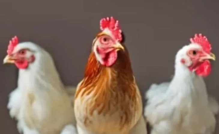 Destruyendo el ácaro rojo del pollo en una fracción de segundo con una nueva arma para avicultores