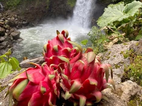 Internacional: “Queremos llevar nuestra pitahaya a los mercados escandinavos, en los que no existen prejuicios frente a la fruta”