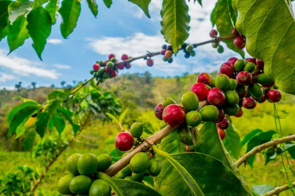Nuevas normas de la UE podrían afectar exportación de café ecuatoriano