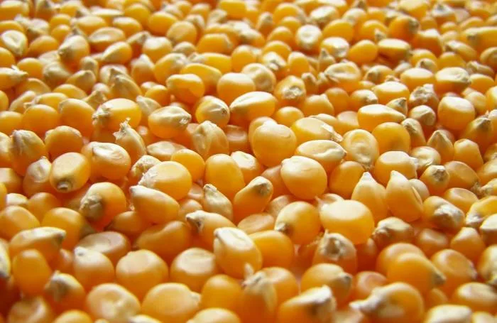 Torre: hay una tranquilidad absoluta sobre el tema precios del maíz