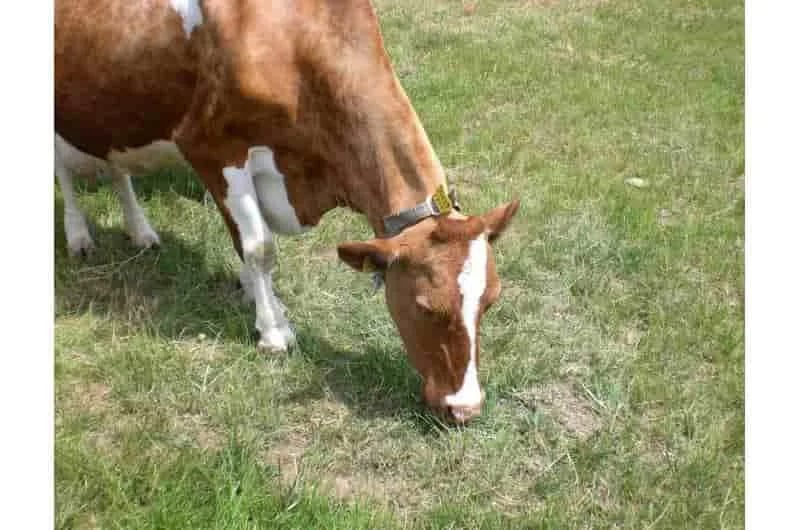 Dientes sanos gracias al ‘efecto lavadora’: una investigación explica la abrasión dental en las vacas