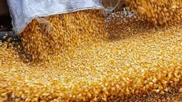 Productores e Industriales en Ecuador claman por acción gubernamental ante alza en precios del maíz y temor a importaciones