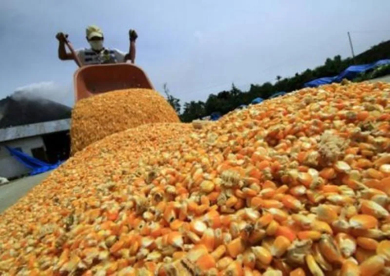 Internacional: Perú importó 1.072.774 toneladas de maíz amarillo duro por US$ 354.828.775 en el primer cuatrimestre de 2023
