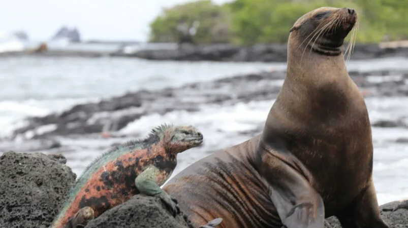 Islas Galápagos propuestas como sede permanente del Corredor Marino del Pacífico Este Tropical