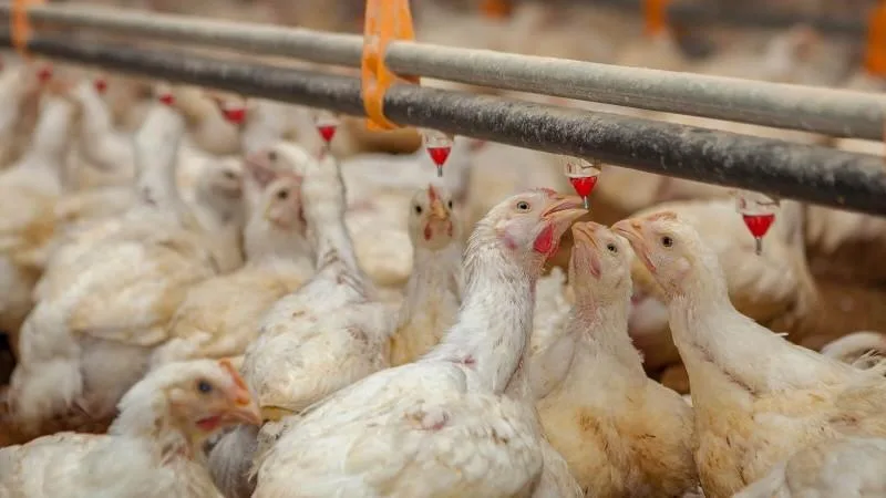 Internacional: Tras los primeros casos en dos aves silvestres, la alerta por la gripe aviar llegó a Brasil