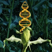 Internacional: Las plantas editadas genéticamente pueden quedar excluidas de las normas de la UE sobre OMG