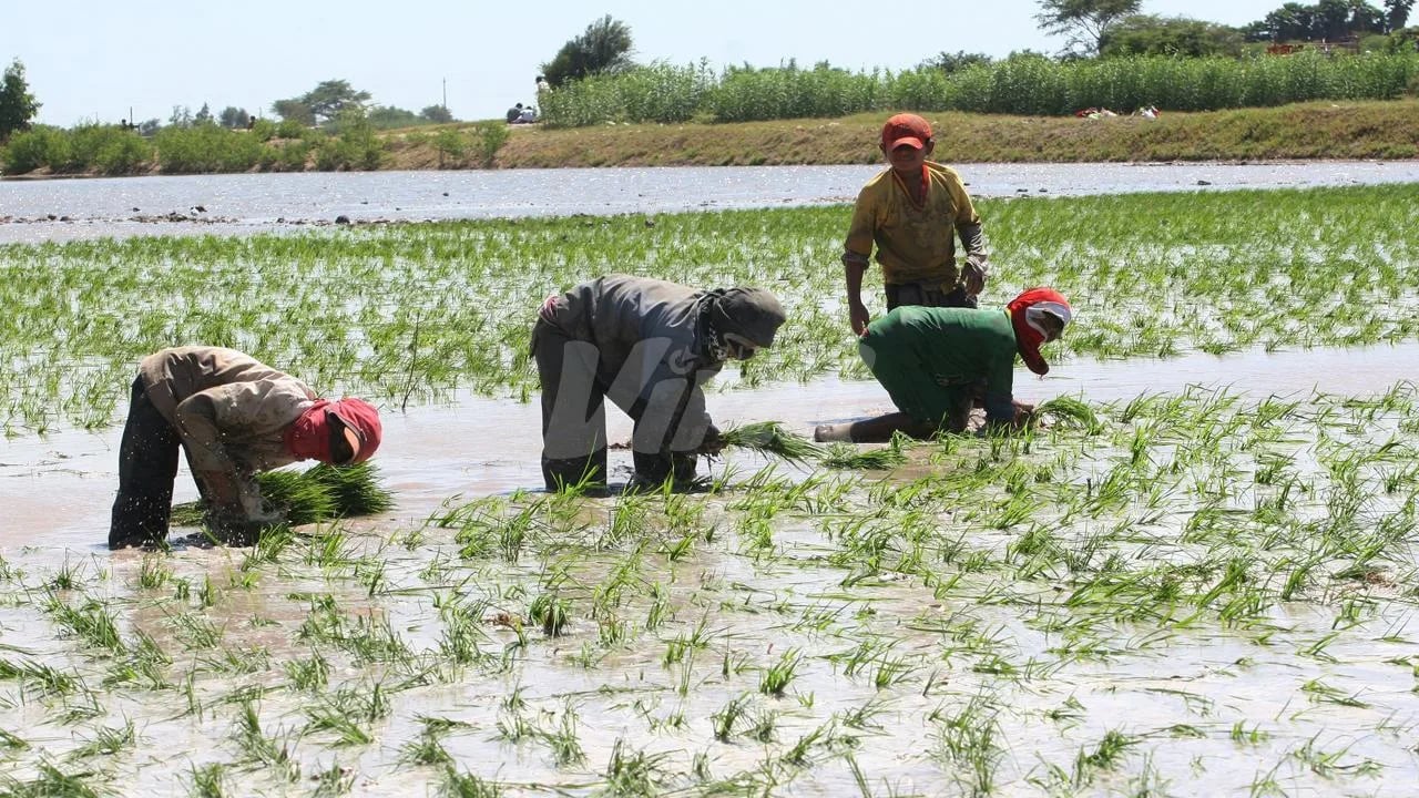 Inundaciones y malas gestiones afectan cosecha de arroz