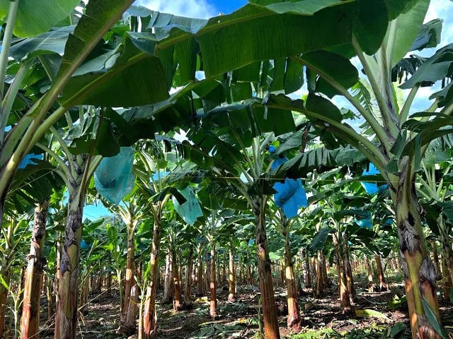 Internacional: Predios exportadores de plátanos en el Chocó son supervisados por el ICA