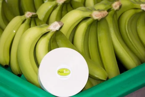Internacional: "El lema #WeSpeakBananos viene de servir al sector como productores y exportadores durante muchos años"