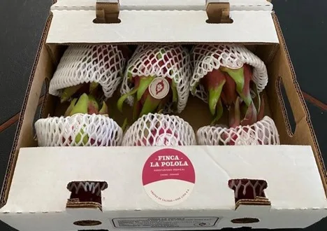 Internacional: Panamá se dispone a exportar a Europa el primer cargamento comercial de pitahaya
