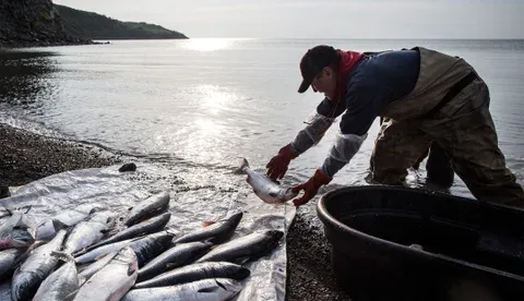 Internacional: Los precios de la harina de pescado en Perú tocan máximos ante llegada de El Niño