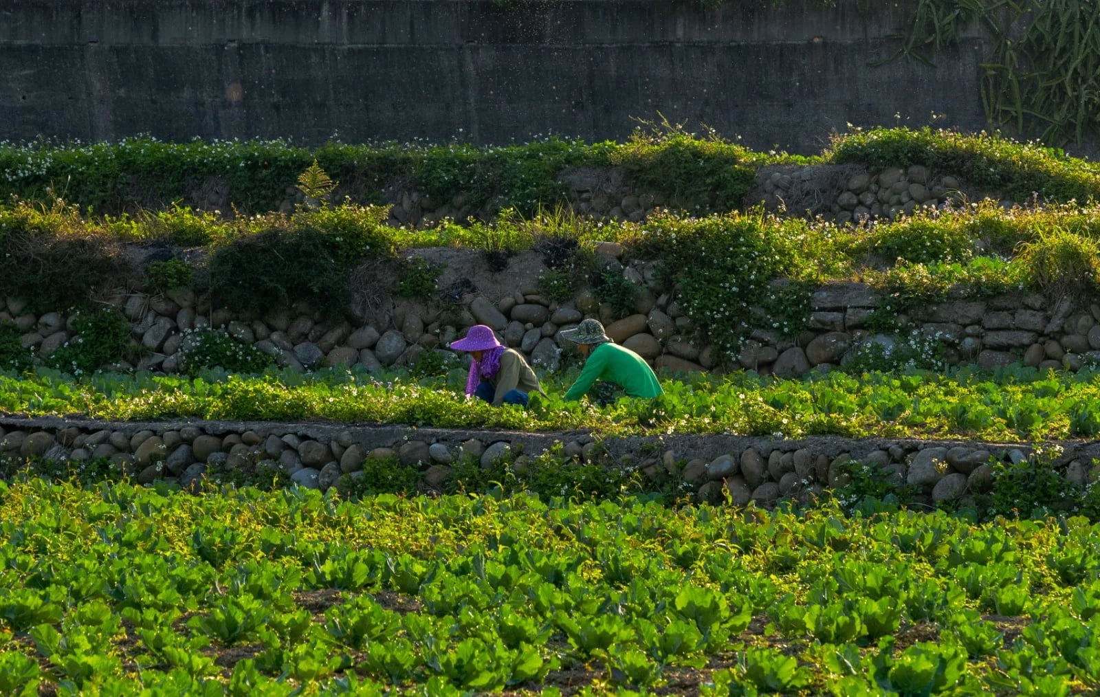 La agricultura sostenible es el desafío para el futuro