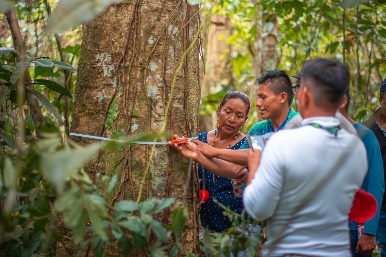 Ecuador promueve manejo forestal sostenible con nuevo catálogo