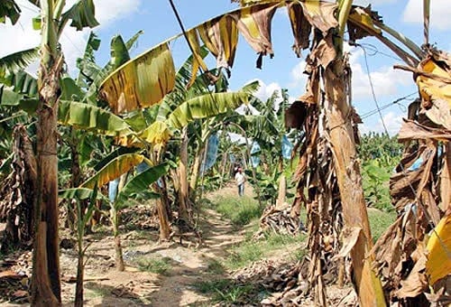 COLOMBIA: ICA refuerza vigilancia fitosanitaria por Fusarium R4T