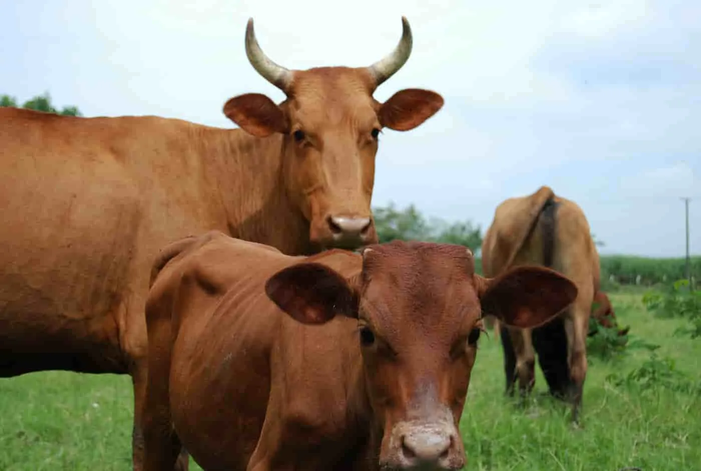Colombia inicia proceso para exportación de carne bovina a EE.UU y Canadá