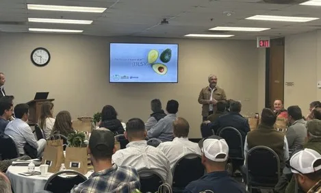 Internacional: Lanzan Luna ucr, la nueva variedad de aguacate para multiplicar la rentabilidad de Hass