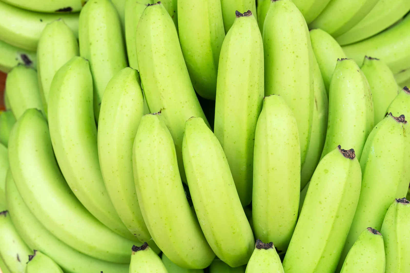 Internacional: Una investigación de IA ayuda al sector bananero de Costa Rica