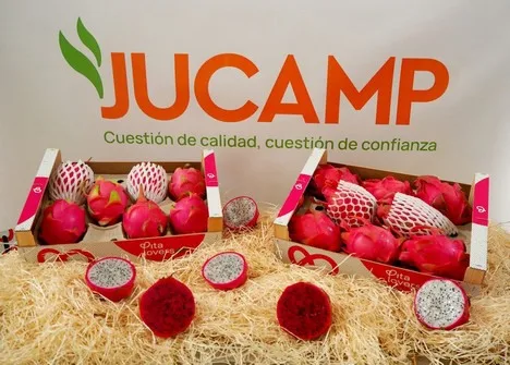 Internacional: Arranca la campaña de pitahaya española en Huelva