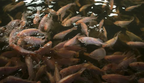 COLOMBIA: La producción de tilapia roja crece 10% anual con una alta demanda internacional