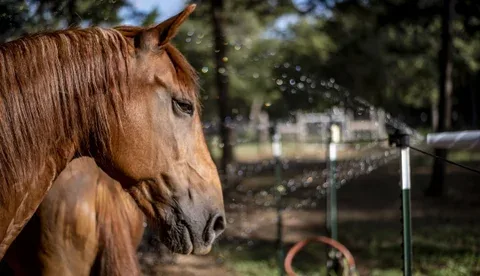 COLOMBIA: Detectan casos de Encefalitis Equina