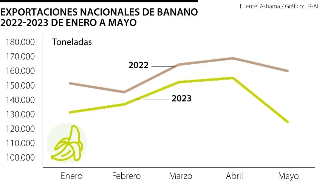 Internacional: Sector bananero del caribe se posiciona con 50% del mercado de exportación nacional