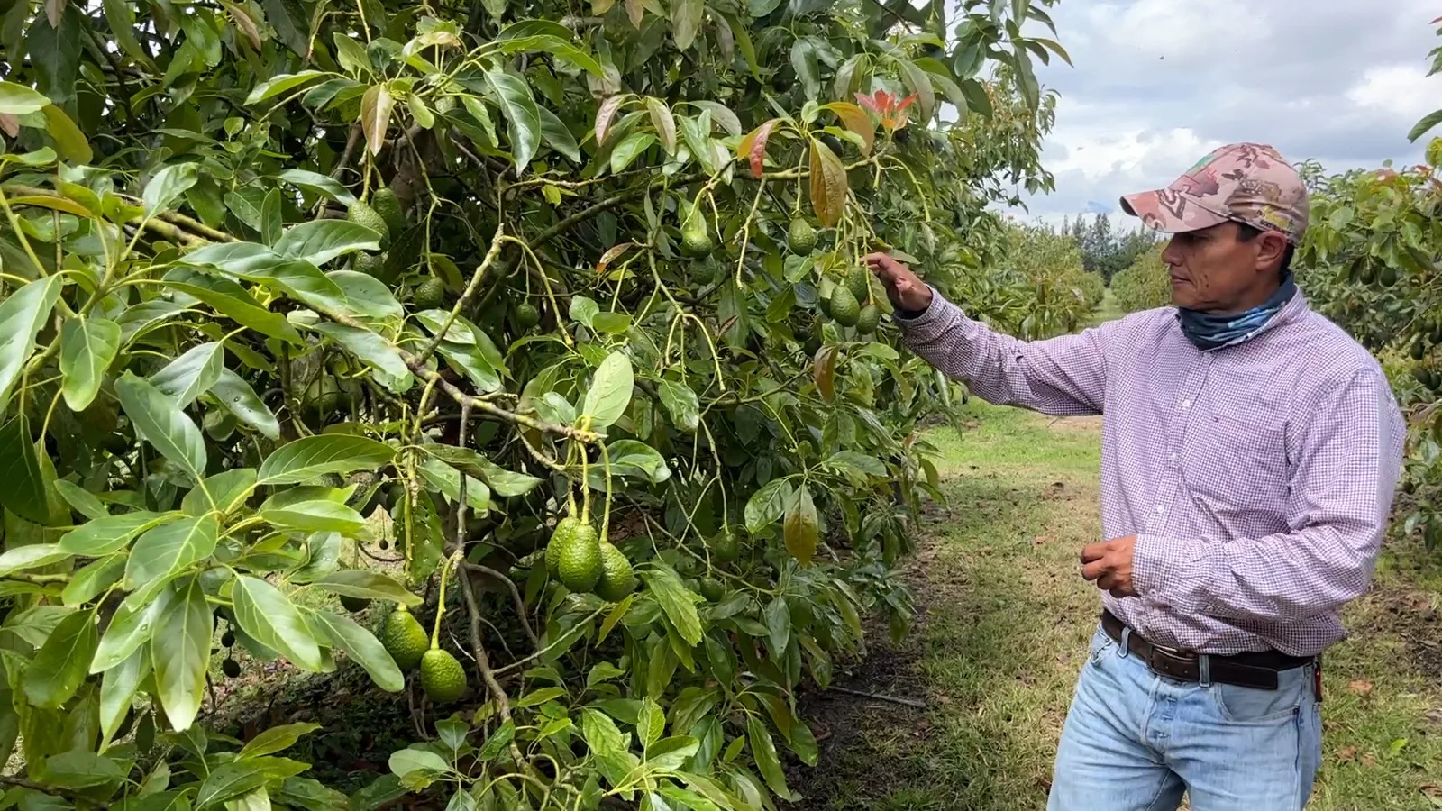 Aguacate ecuatoriano podrá ingresar a EEUU, según acuerdo firmado con APHIS