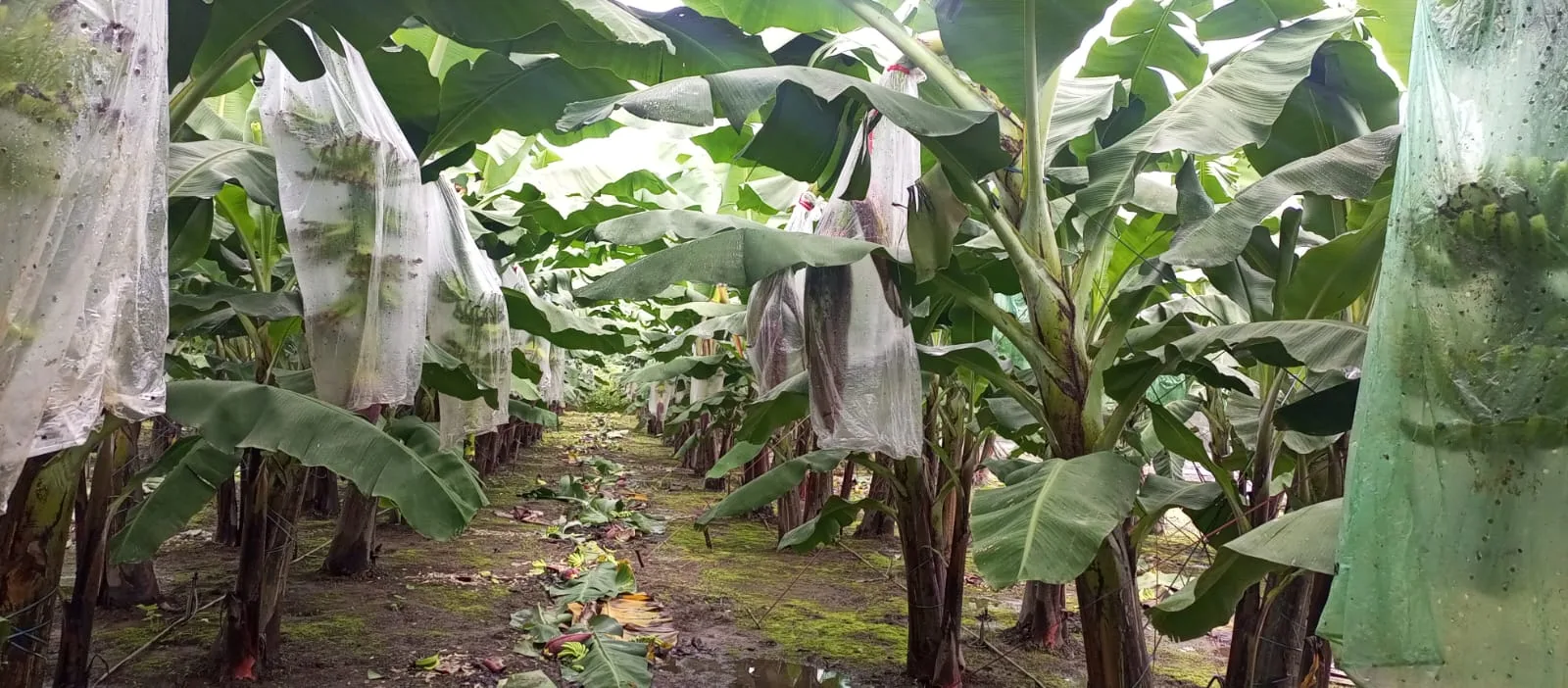 Foro en ESPOL analizará retos de El Niño para banano y cacao