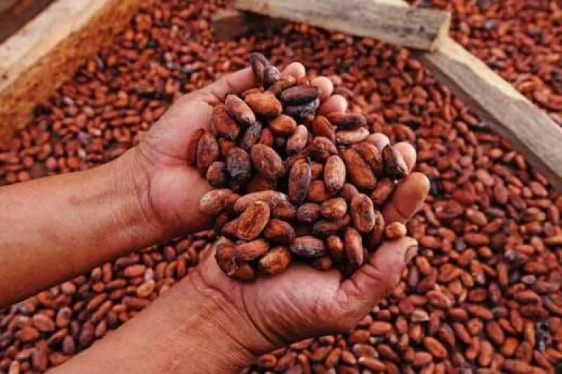 Internacional: Factores climáticos comprometen la producción africana de cacao