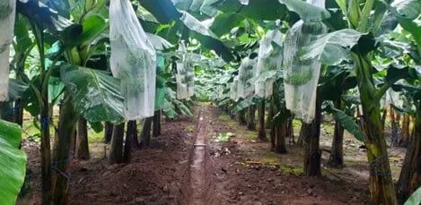 Internacional: “Ya pueden realizarse los pedidos para adquirir plantas de la única variedad de banano tolerante al Foc TR4”