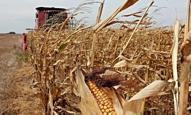 Rastrojo de maíz: nueva vía para obtener materias primas