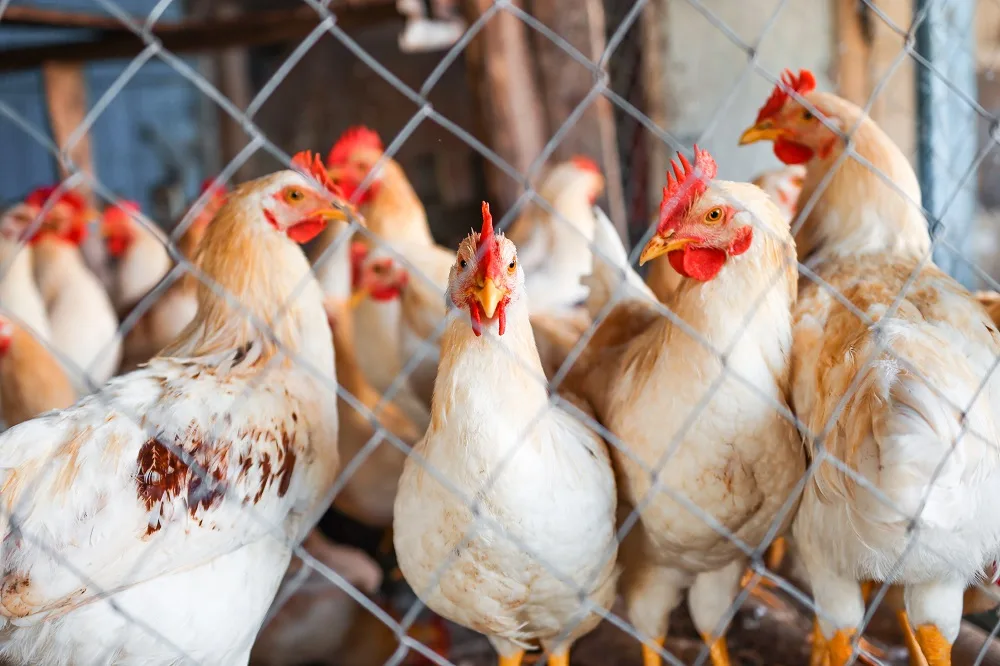 Orégano, cúrcuma y ajo en dietas de pollo de engorde como mejoradores del sistema inmune y crecimiento