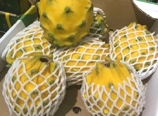 Exportaciones de pitahaya esperan tratados de libre comercio