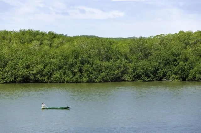 FAO: La conservación de manglares es importante para mitigar el cambio climático