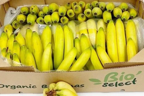 Internacional: La banana mantiene su posición como "fundamental" en la sección de frutería