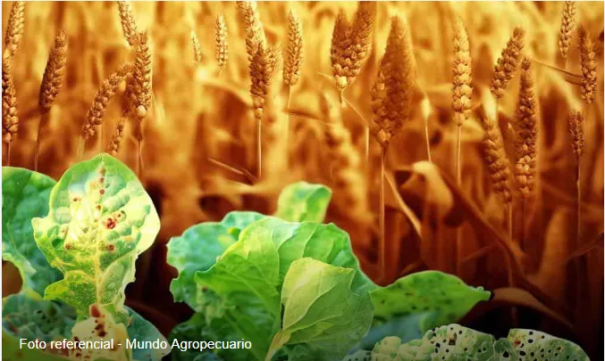 La importancia de la rotación de cultivos en la prevención de enfermedades agrícolas